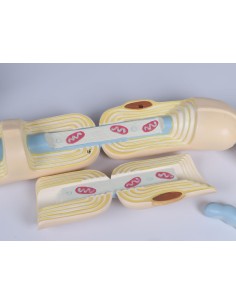 Modelo anatómico de neurona... 2