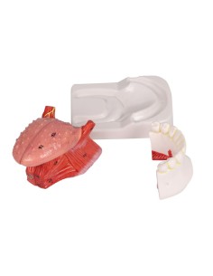 Modelo de lengua y dientes,...
