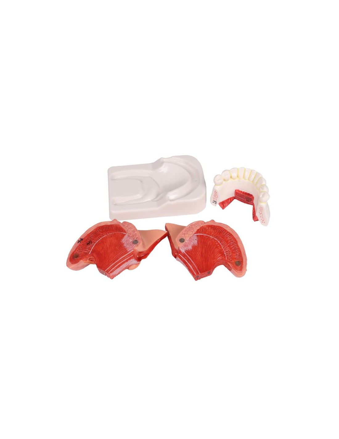 Modelo de lengua y dientes, tamaño... Modelo de lengua y dientes, tamaño...