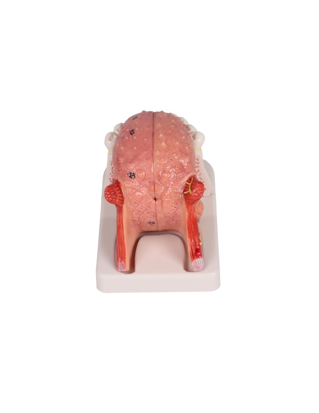 Modelo de lengua y dientes, tamaño... Modelo de lengua y dientes, tamaño...