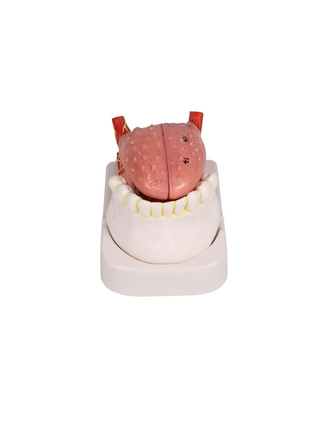 Modelo de lengua y dientes, tamaño... Modelo de lengua y dientes, tamaño...