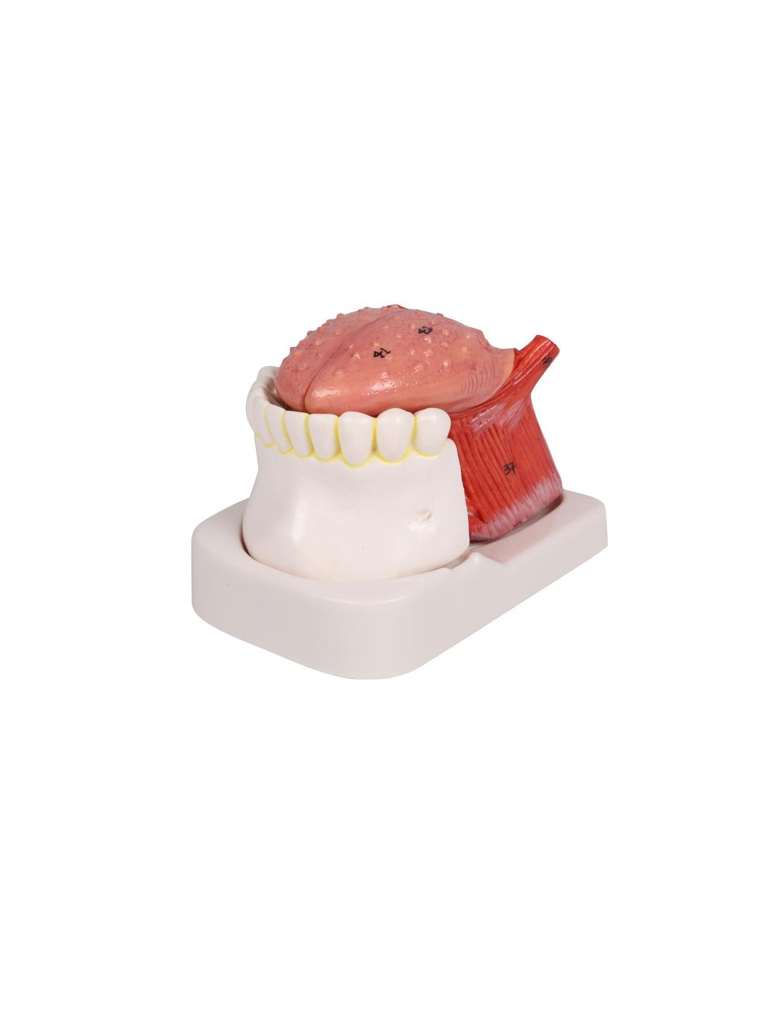Modelo de lengua y dientes, tamaño... Modelo de lengua y dientes, tamaño...