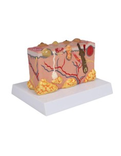 Modelo patológico de piel,... 2
