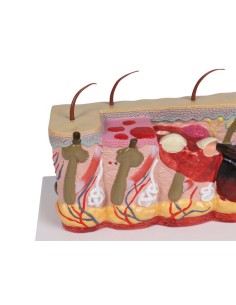 Modelo patológico de piel... 2