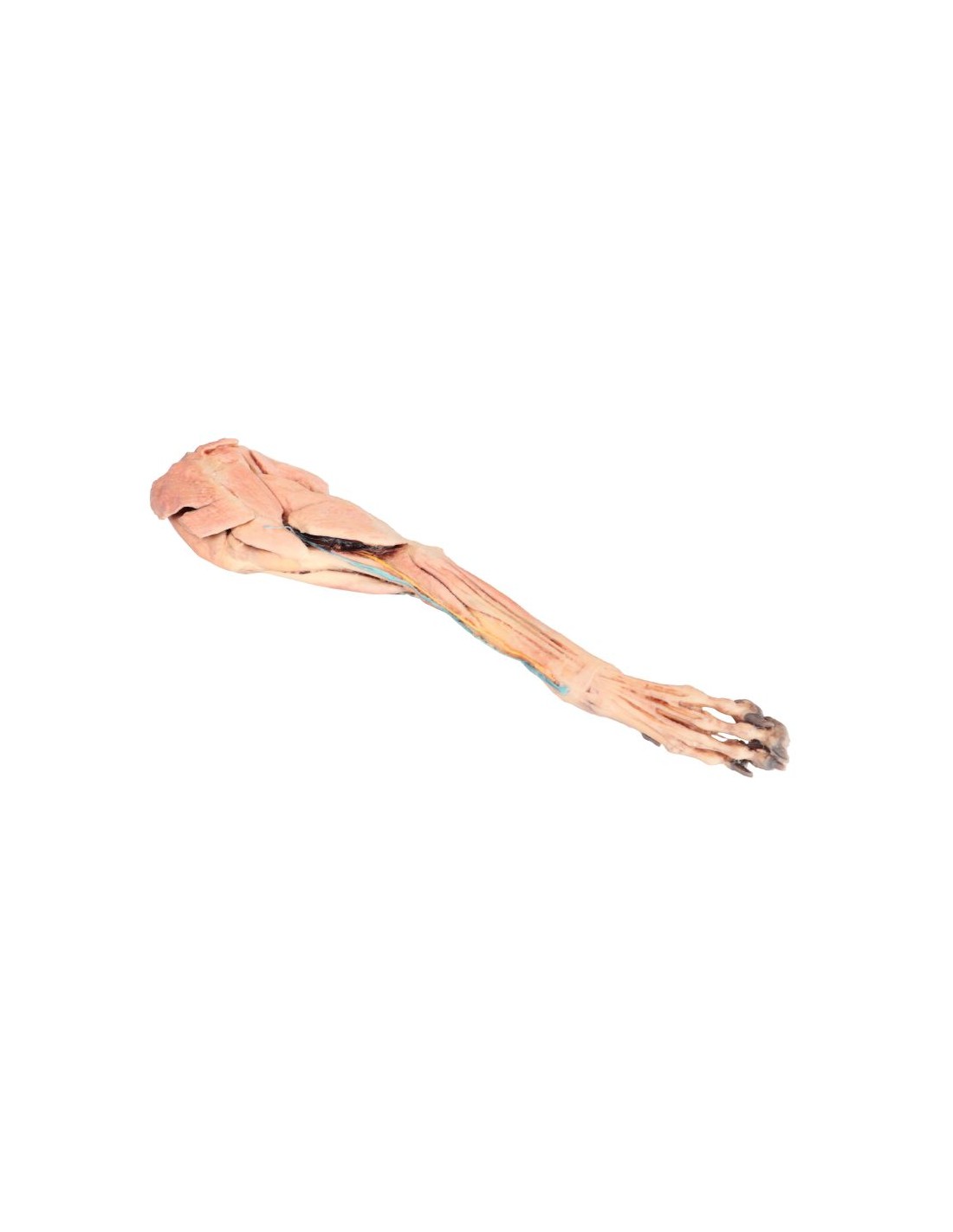 Miembro anterior del perro -... Miembro anterior del perro -...