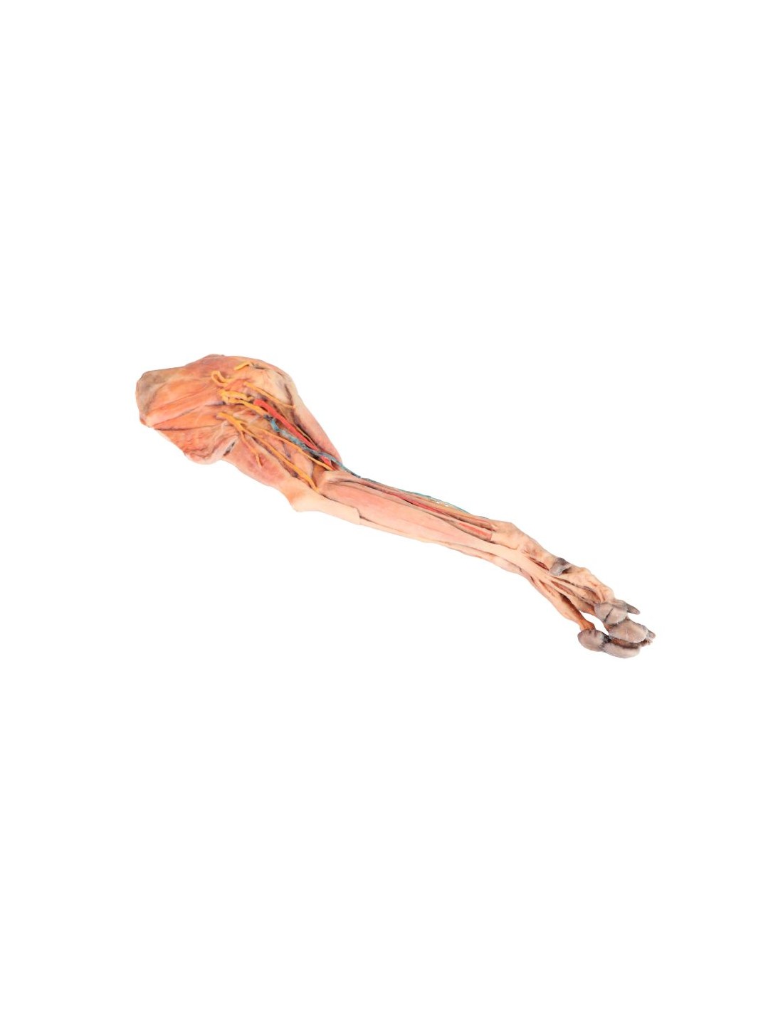 Miembro anterior del perro -... Miembro anterior del perro -...