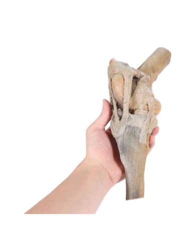 Articulación de rodilla de caballo -... Articulación de rodilla de caballo -...