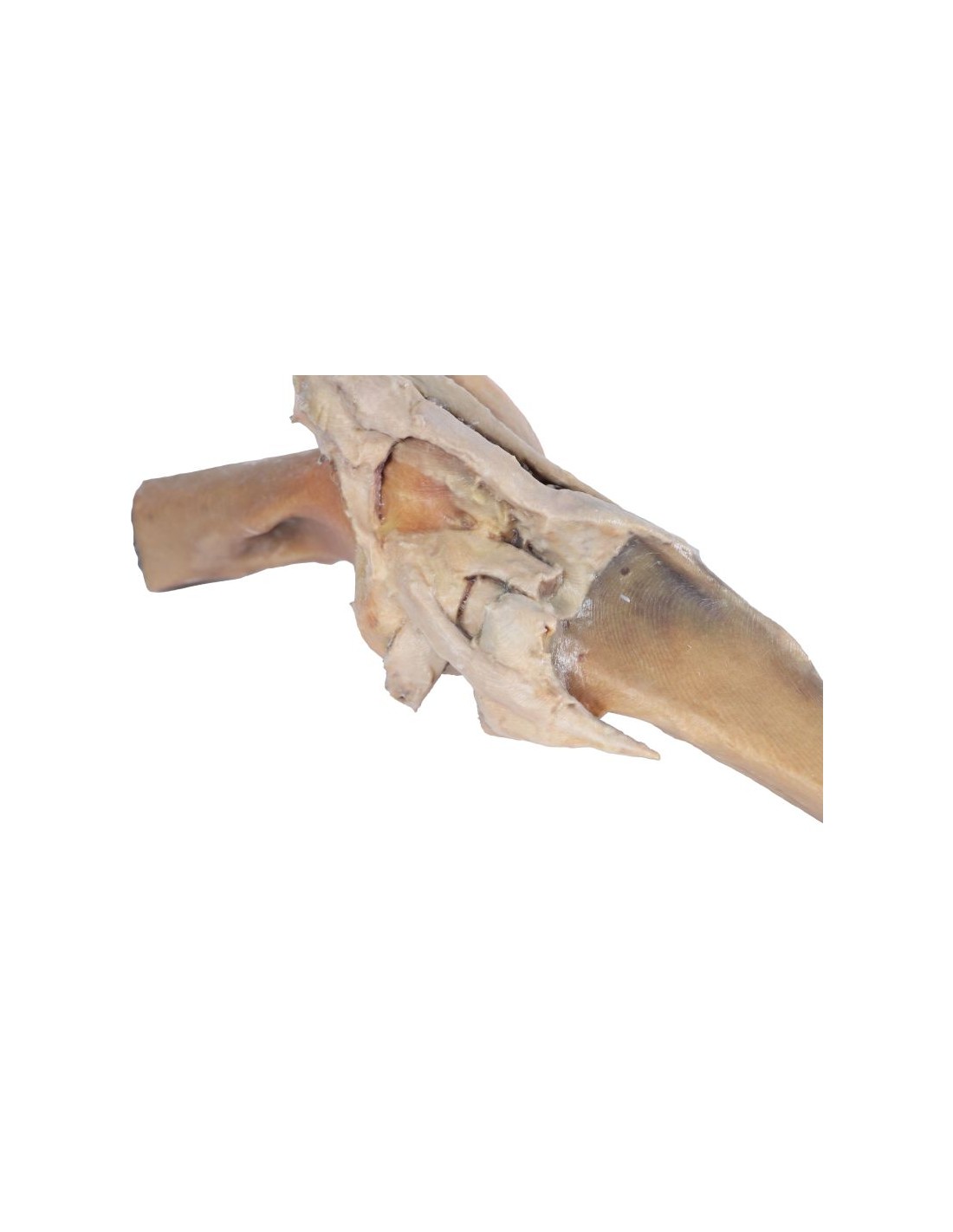 Articulación de rodilla de caballo -... Articulación de rodilla de caballo -...