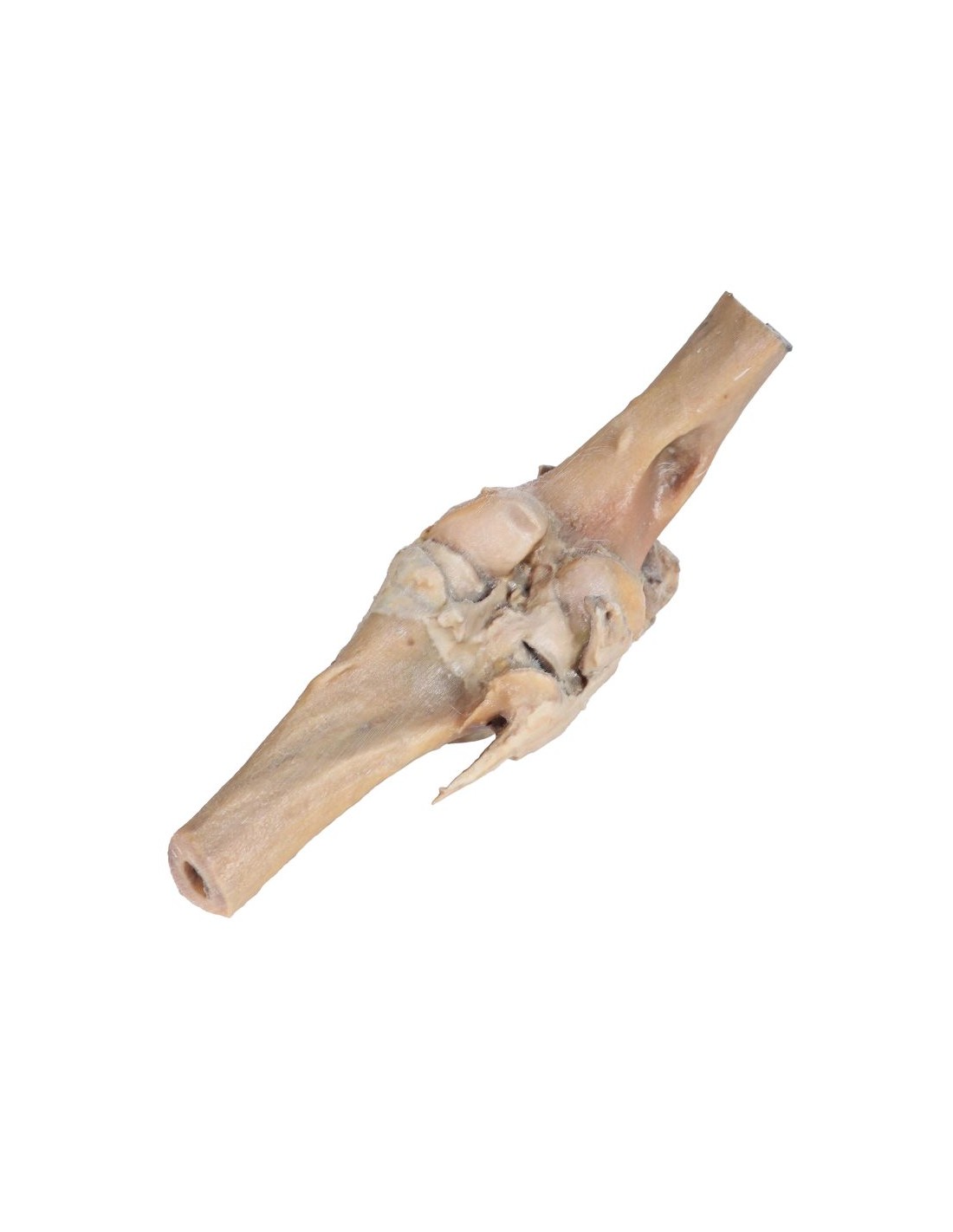 Articulación de rodilla de caballo -... Articulación de rodilla de caballo -...