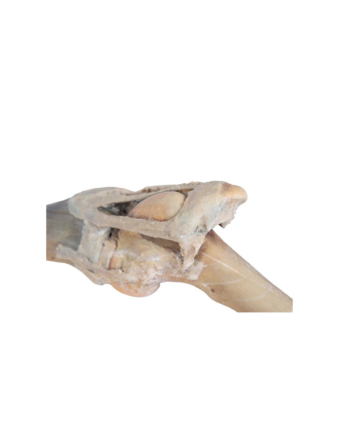 Articulación de rodilla de caballo -... Articulación de rodilla de caballo -...