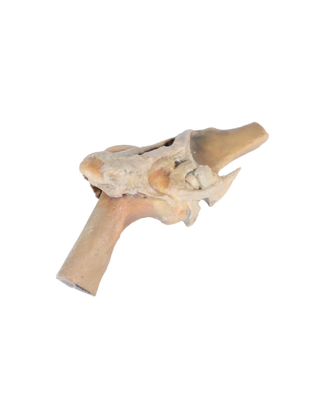 Articulación de rodilla de caballo -... Articulación de rodilla de caballo -...