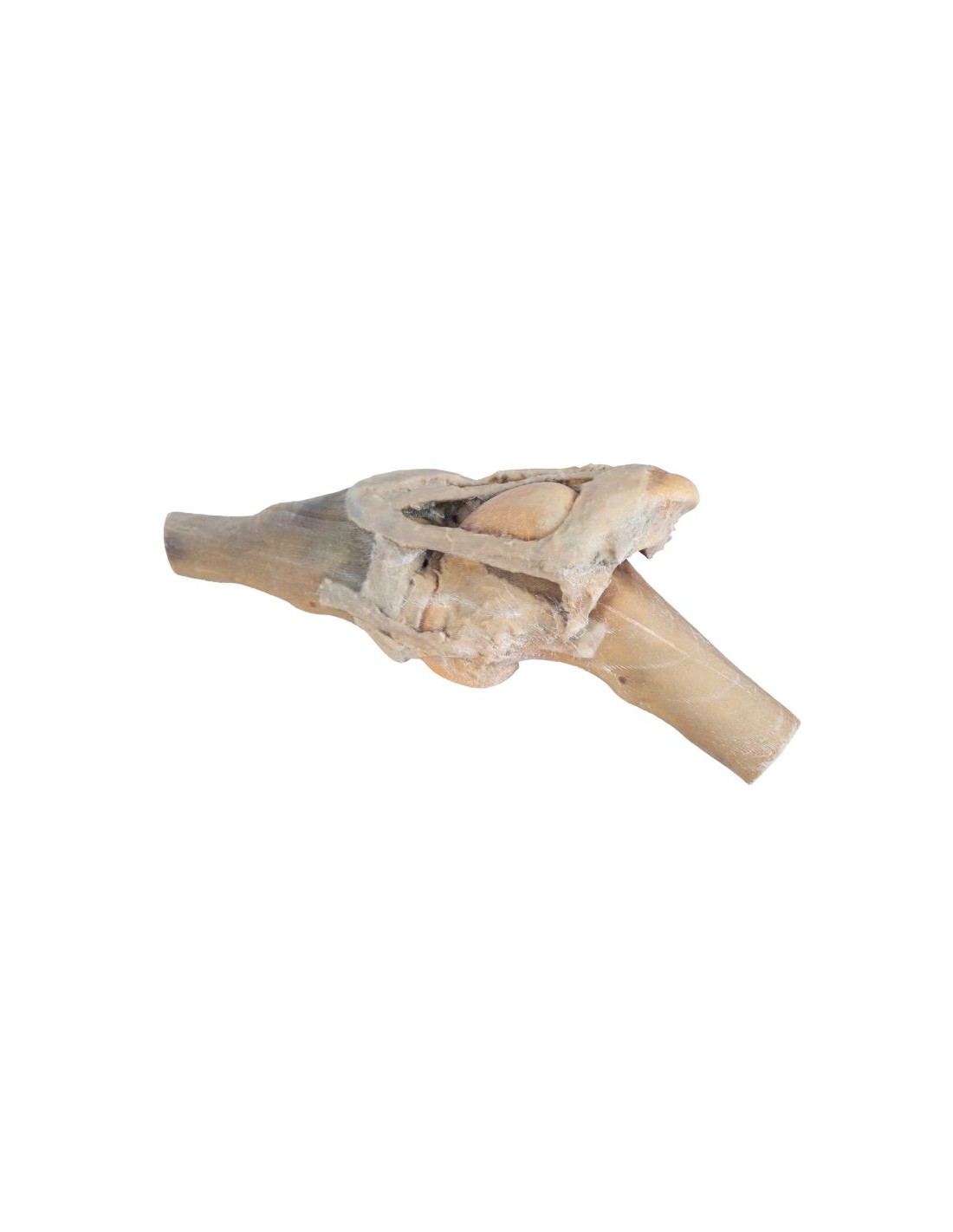 Articulación de rodilla de caballo -... Articulación de rodilla de caballo -...