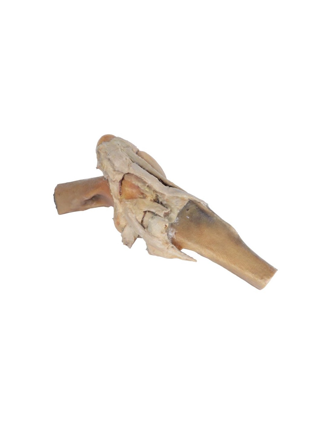 Articulación de rodilla de caballo -... Articulación de rodilla de caballo -...
