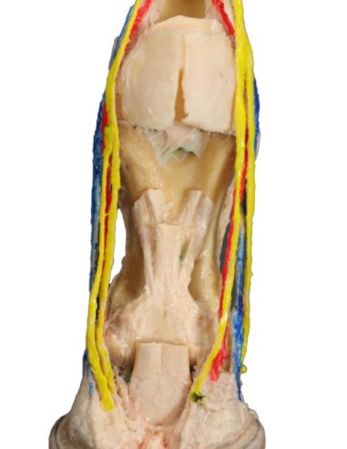 Disección palmar profunda del pie de... Disección palmar profunda del pie de...