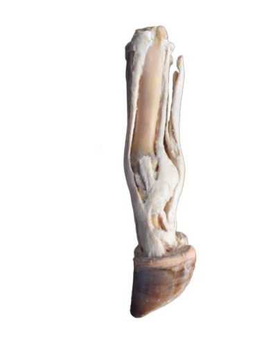 Pie de buey - Tendones y ligamentos... Pie de buey - Tendones y ligamentos...