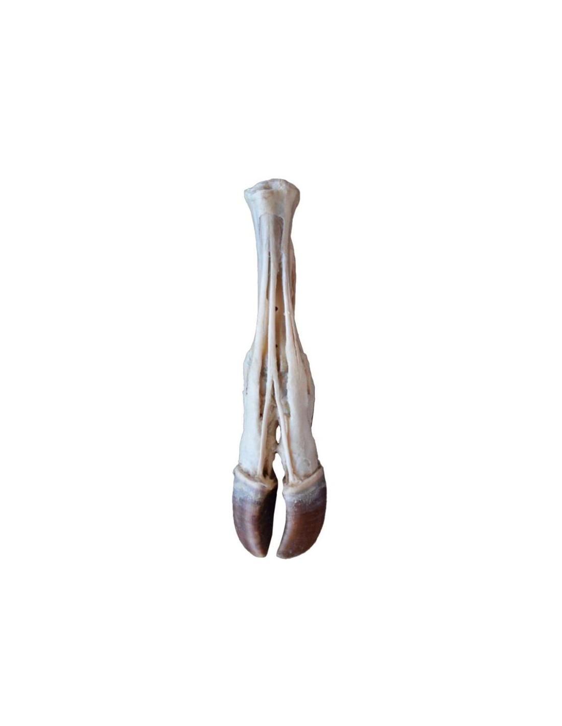 Pie de buey - Tendones y ligamentos... Pie de buey - Tendones y ligamentos...