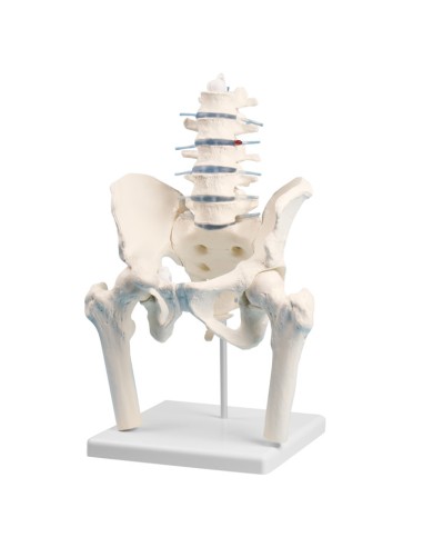 Columna vertebral lumbar, con pelvis...