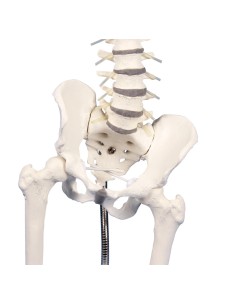Columna vertebral lumbar,...