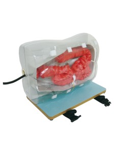 Extensión de intestino... 2