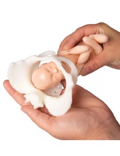 Mini pelvis femenina con... 2