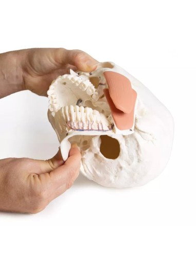 Modelo de cráneo para odontología con...
