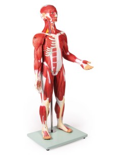 Figura humana con músculos...