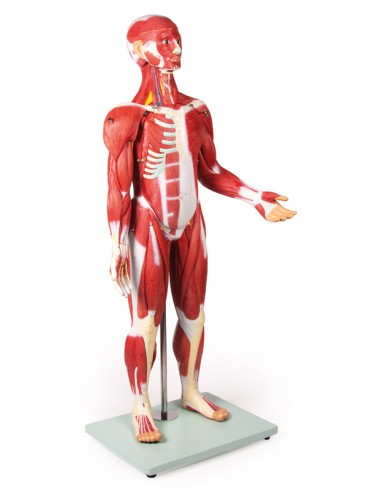 Figura humana con músculos en 30...