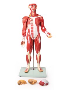 Figura humana con músculos... 2