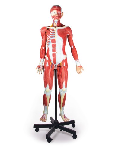 Figura humana con músculos a 2/3 del...