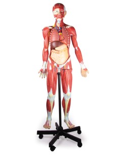 Figura humana con músculos... 2