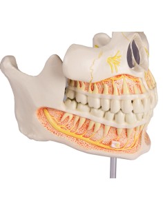 Modelo de dentición adulta...