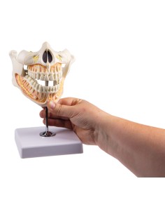 Modelo de dentición adulta... 2