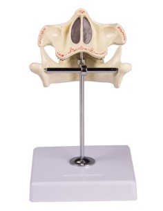 Maqueta de dentición de... 2