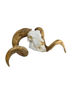 Maqueta del cráneo y los... 2
