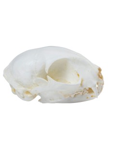 Maqueta del cráneo del... 2